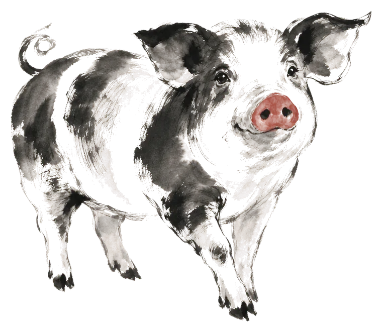 The Pig painted in ink wash